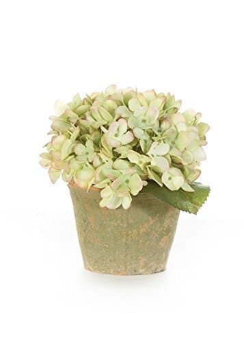 PALE GREEN HYDRANGEA IN TERRACOTTA POT