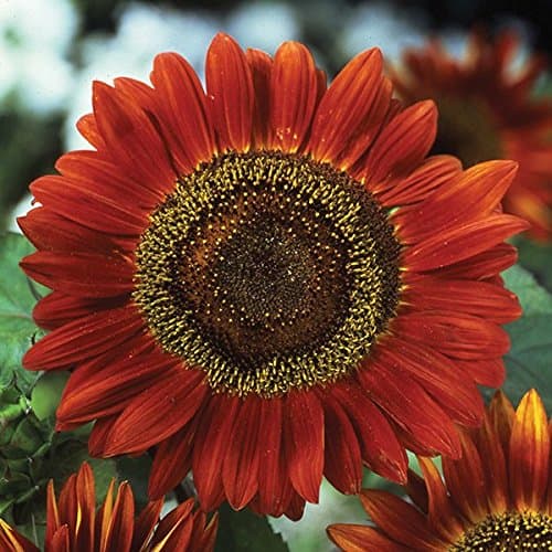 Kings Seeds Sunflower Red Sun