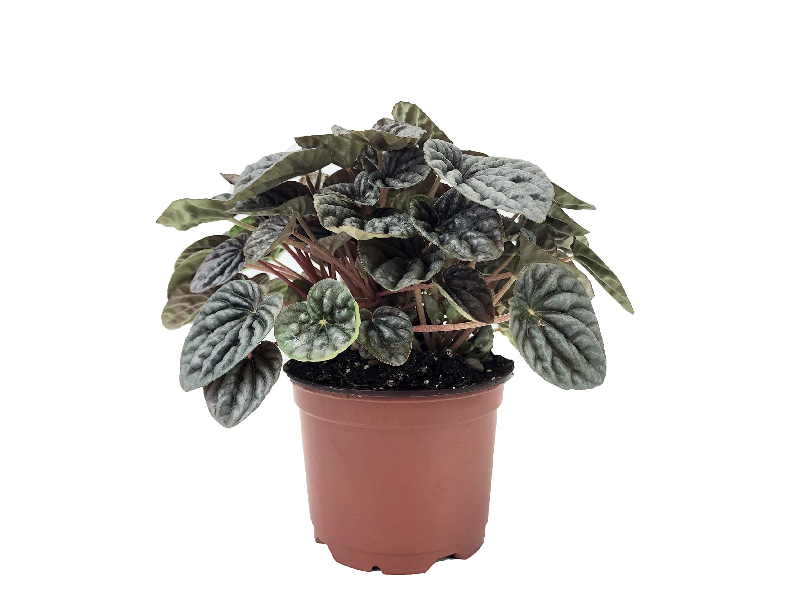 Silver Ripple Peperomia (Peperomia caperata) (4" Pot)
