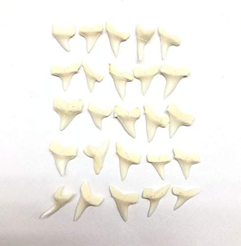 PEPPERLONELY 25 PC Mako Shark Teeth for Making Shark Teeth Necklace, Beach Crafts Coastal Décor, 3/8 Inch ~ 1/2 Inch
