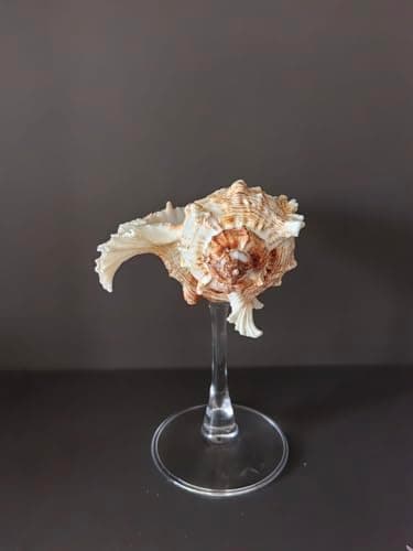 DOCLY&WOPL Handmade Seashell Stemware Shell Glass Conch Cup Martini Glasses Cocktail Party Beach Wedding Bridesmaids Gifts (Conch #4)