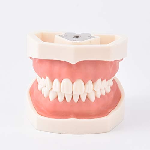 Dental Teeth Model Typodont Model Removable 28 Teeth Demonstration Teeth Model for Education