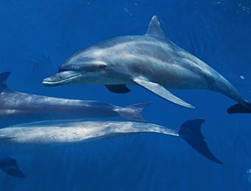 Microfiber Reversible Bedding Sets, Printed Sea Turtle Bedding Sets, Reverse Dolphin Bedding, Twin Bedding for Boys or Girls, 3 Pieces (Twin)