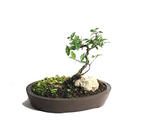 Dwarf Barbados Cherry miniature bonsai landscape