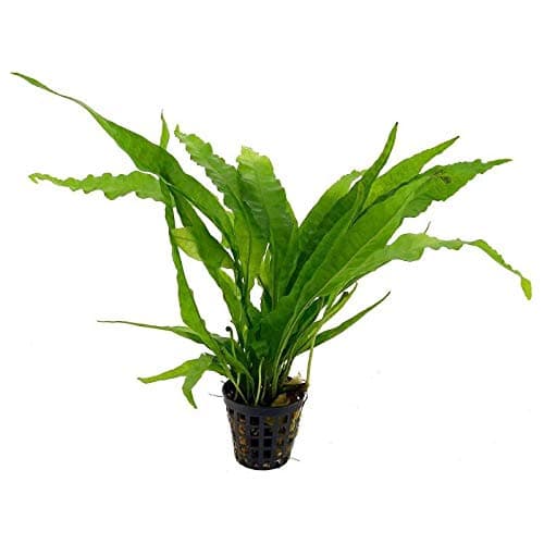 PREMIER PLANTS live aquarium plant Microsorum pteropus (Java Fern)