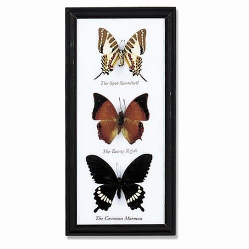 World Buyers 3 Butterfly Specimens Framed
