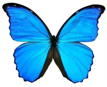 Big Real Framed Blue Butterfly - Hanger on Back