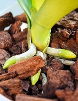 Orchid Potting Bark