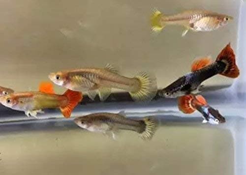 Live Guppies Tropical Pet Fish - 2 Assorted Males