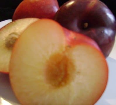 Gulf Beauty Plum Tree - 2 Year Old