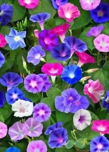 Morning Glory Flower Seeds