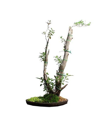 Starfire Cuphea Phoenix graft Bonsai Tree