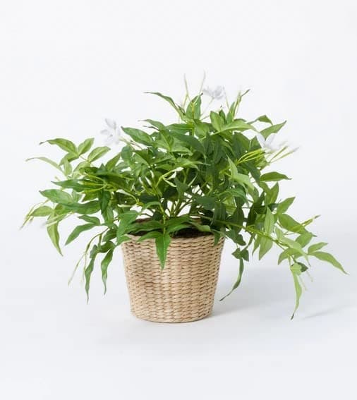 Threshold™ - Jasmine Faux Plant - Designed with Studio McGee - Set of 2