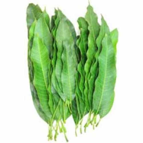 Mango Leaves / Fresh (5 - 7 leaves) by IndianBlend