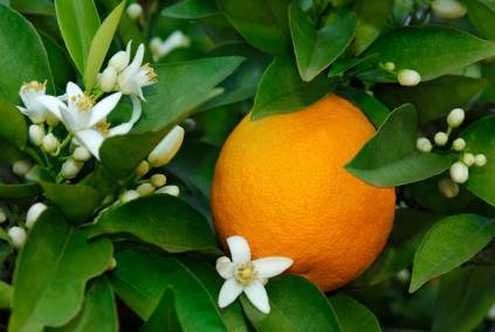 1-2 Year Old Cara Cara Navel Orange Citrus Tree in Grower's Pot (Can't ship t...