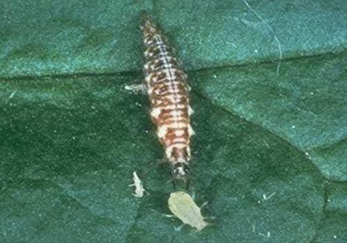 Lacewings - Standard Pack