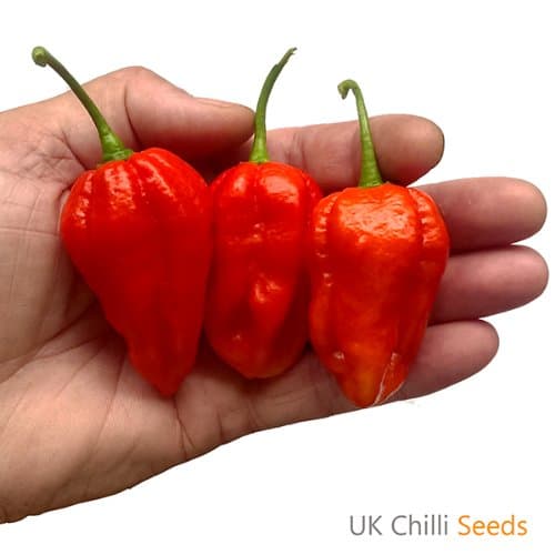 Monster Naga Chilli Pepper x 10 Seeds