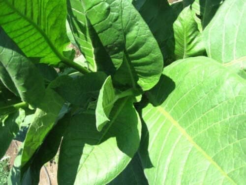 100 S e e d of UK Grown Amber Leaf Tobacco Easy to Grow Save