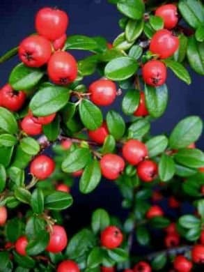 Sycamore TradingCOTONEASTER"Coral Beauty"
