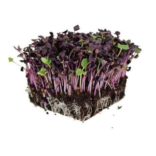 Organic Microgreens Sprouting Radish Rambo Vegetable Seeds Easy Quick Growing 2200 Seeds