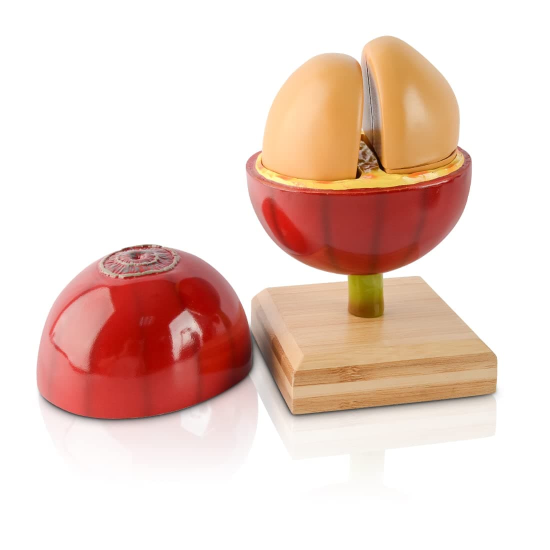 Artificial Coffee Bean Plant Tree for Crafts Coffee Table Decoration Coffee Bar Decor Accessories Tools Detachable Coffee Bean Model Resin Fake Fruit Coffee Bean with Bamboo Base for Coffee Bar