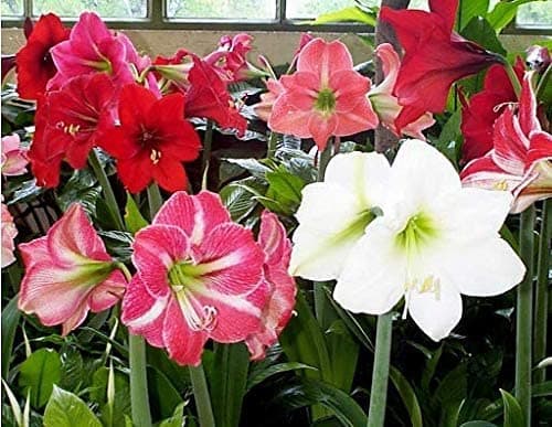 100pcs Amaryllis Flower Seeds