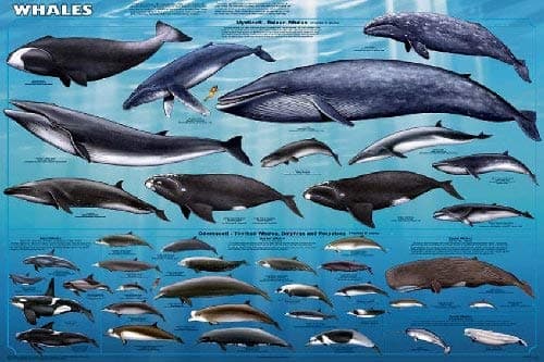 Poster/Chart 24x36 Killer Whale, Orca, Beluga_AB