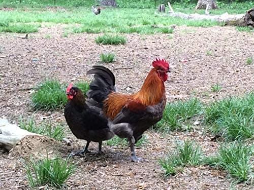French Blue/Black Copper Marans Hatching Eggs