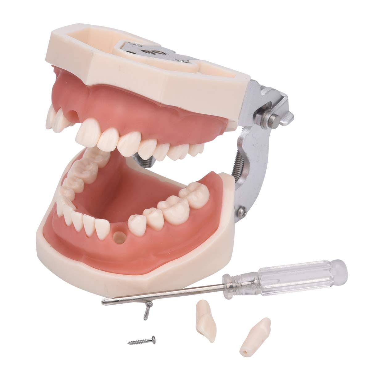 ANNWAH Dental Typodont Teeth Model,Completely Detachable Teeth Model Suitable for Teaching,Practice and Study,Come with a Small Screwdriver