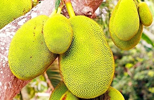 GenericNectar Garden Chompa Gob Jackfruit Plant-Grafted Variant Plant
