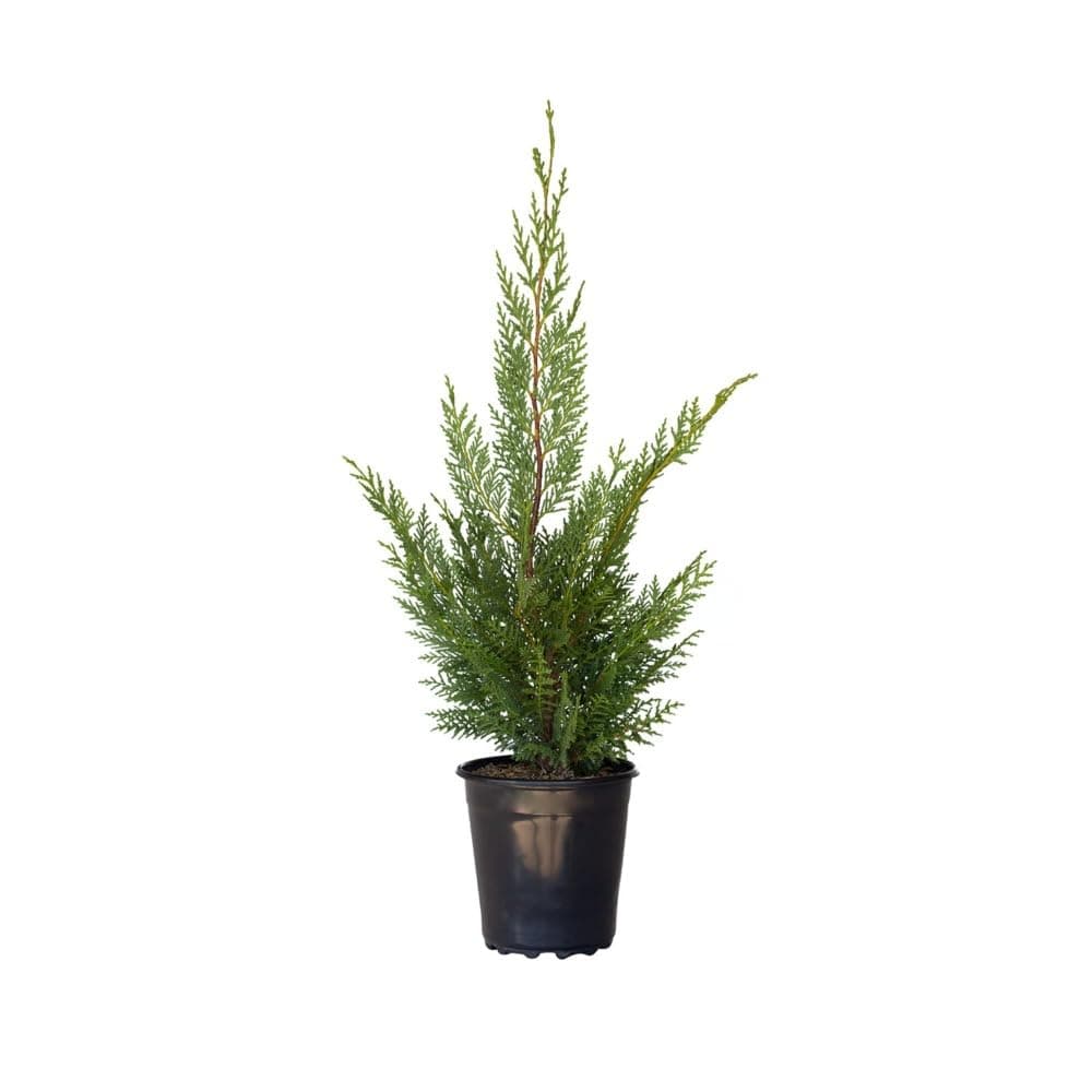 Plants by Mail 2.5 Quart - Leyland Cypress Tree, Green