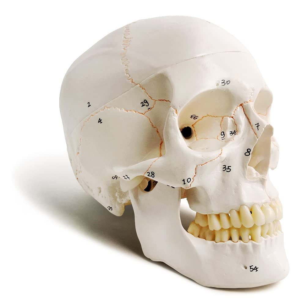 Classic Numbered Human Skull Model, Life Size 9" Medical Quality-3 Part-W/Sutures Painted, 54pcs Labeled Numbered for Medical Student Shows Most Major Foramen Fossa and Canals