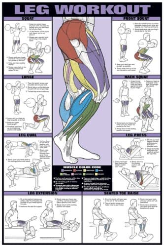ALGRA Leg Workout 24" X 36" Laminated Chart