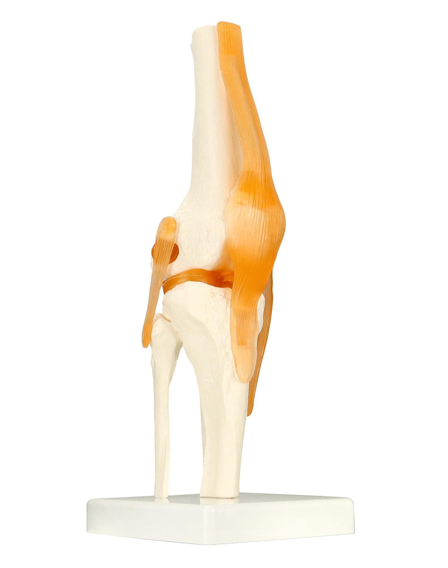 QWORK® Human Knee Joint Anatomical Model, 30.5 cm, Life Size Knee Skeleton with Ligaments on Base, for Classroom Teaching and Patient Education