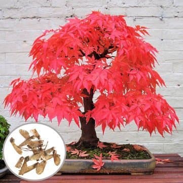 Floral Treasure Red Maple Bonsai Suitable Tree Seeds
