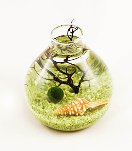 Marimo Moss Ball Vase Live Terrarium