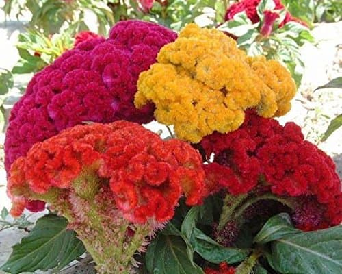 TrustBasket Premium Flower Cockscomb Mixed Seeds (Open pollinated) | Sow and Grow Fresh Healthy Seed in Your Garden Perfect for Home & Terrace Gardening High Germination Seeds