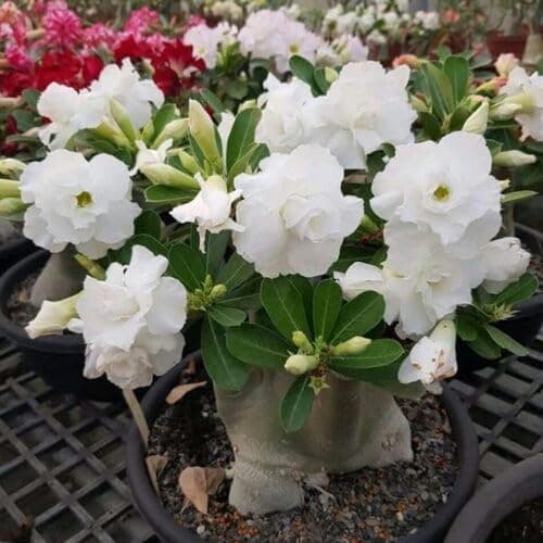5pcs White Adenium Flower Seeds