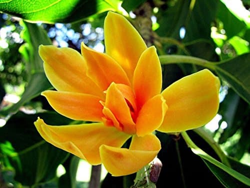 Magnolia champaca - Joy Perfume Tree - 50 Seeds