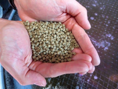 AquaOrganic Aquaponics Fish Feed 5lbs