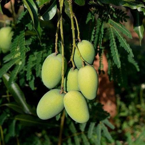 Ariya Mango Dasheri Variety Grafted Fruit Live Plants & Tree complete fertilizer Original Fresh & Healthy Sapling Fast Safe & Secure Deliverey