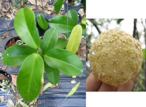 ExoticRare Hoya DIMORPHA Scented Flower