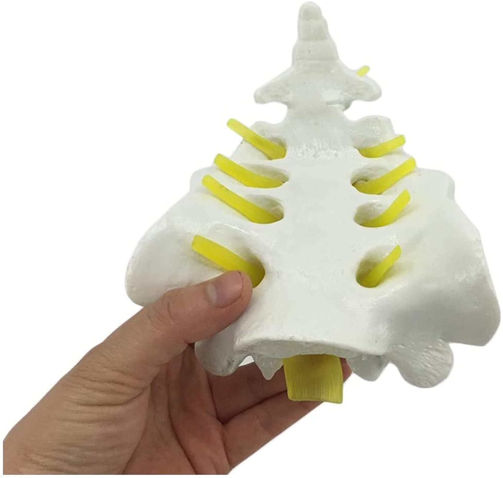 Study Model Educational Model Medical Anatomical Spine Model HSpine Model Life Size Spine Model Cervical Vertebra Vascular Thoracic Nerve Lumbar Disc Anatomy,Medical Models