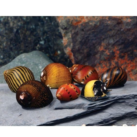 Assorted Nerite Snails (12 Pack) Freshwater Live Aquarium Snails