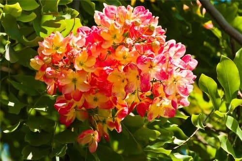 Rainbow Shower Tree 20 Seeds (Cassia Javanica)