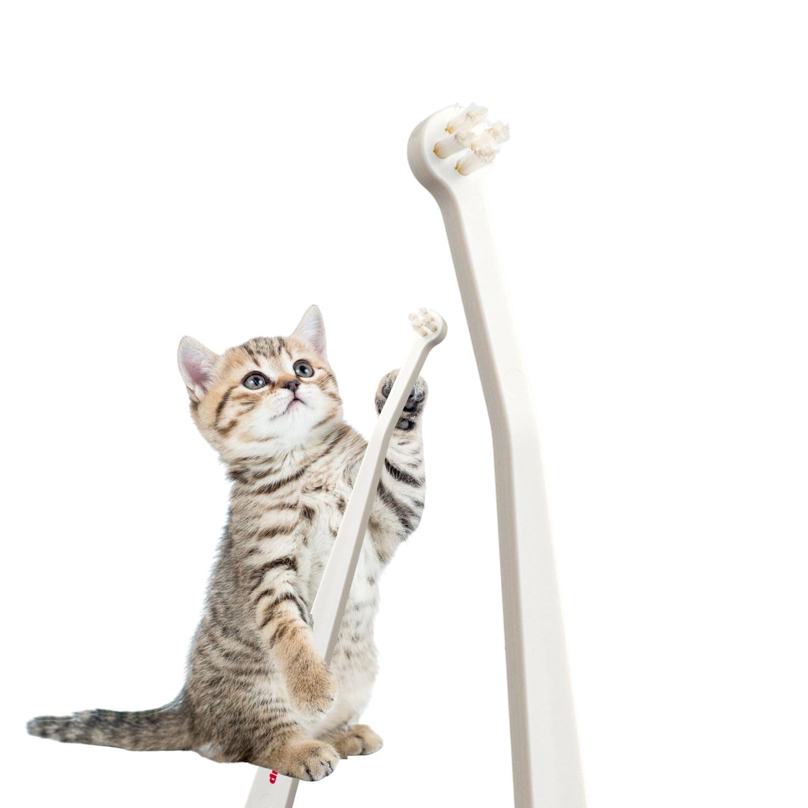 Cat Toothbrush with Micro Head, 15° Angled Design for Easier Reach, Pet Toothbrush for Cats & Kittens, Gentle Everyday Brushing, Made in Japan