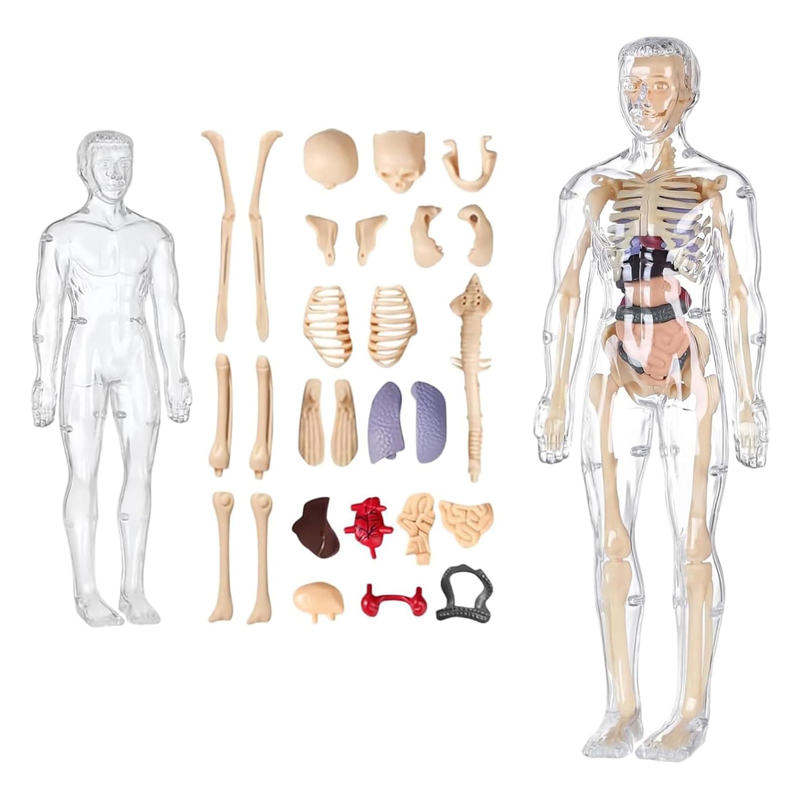 Plexaris Human Body Structure Model, Human Body Model for Kids for 6+ Year Old, 3D Clear Human Body Structure Model, Educational Science Project Model for Kids 6, 7, 8, 9, 10, 11, 12 Years Old