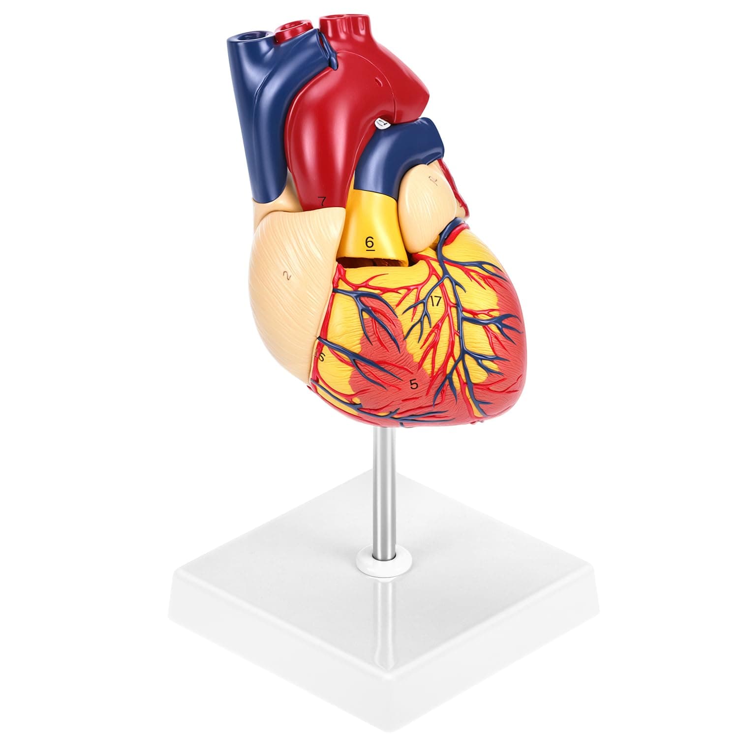 Human Heart Model, Anatomically Accurate Numbered 2-Part Life Size Heart Medical Model with 34 Anatomical Structures, Held Together with Magnets on Base