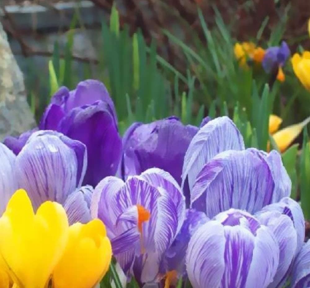 20 x Mixed Crocus Bulbs