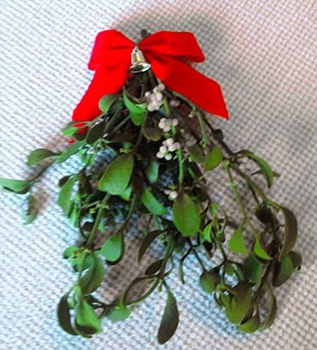 Mistletoe - 1 Large Bundle - 8 to 12 Inches - Fresh, Real, All Natural
